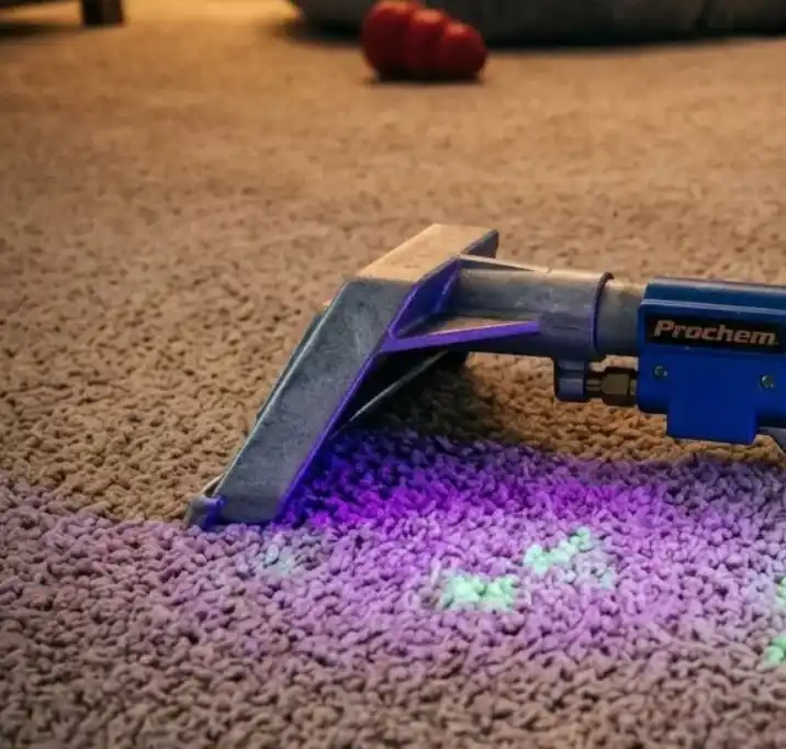 Pet Stain Carpet Cleaning Service Kennesaw