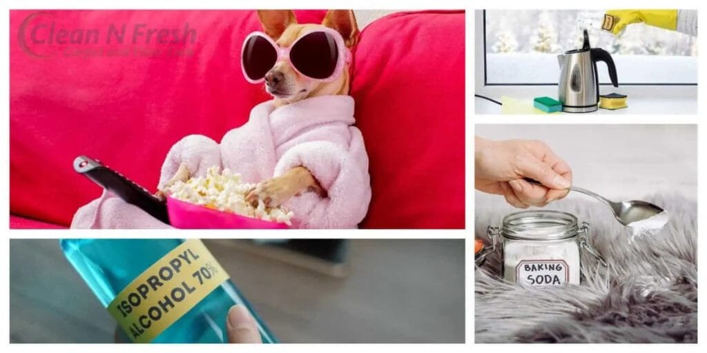 How to Get Dog Urine Smell Out of a Couch